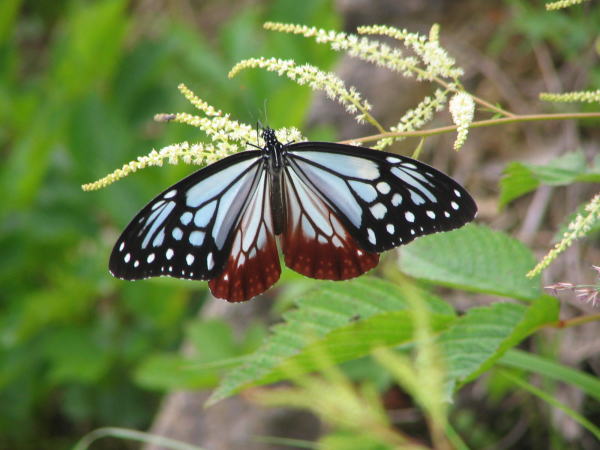 ヤマブキショウマ花と蝶