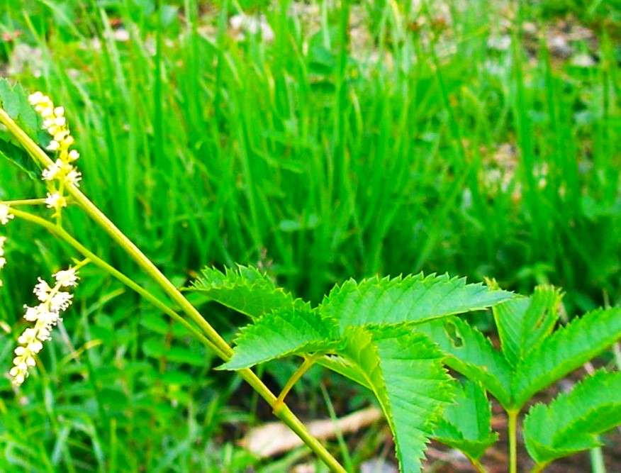 ヤマブキショウマ葉