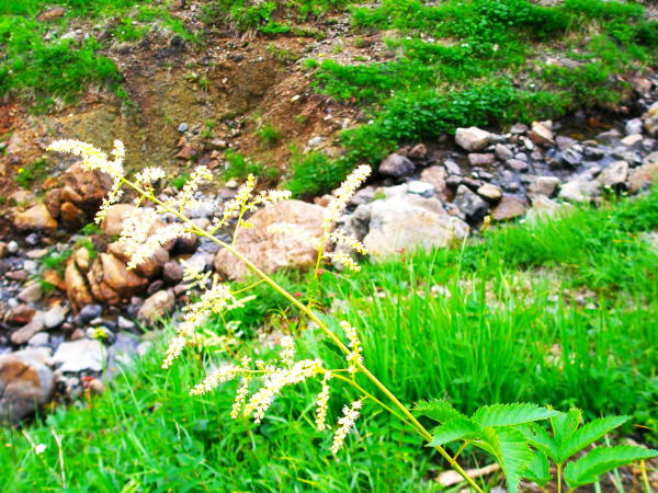 ヤマブキショウマ花