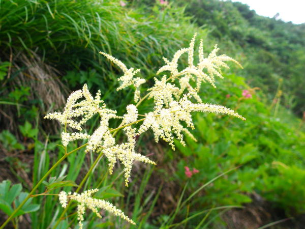ヤマブキショウマ花