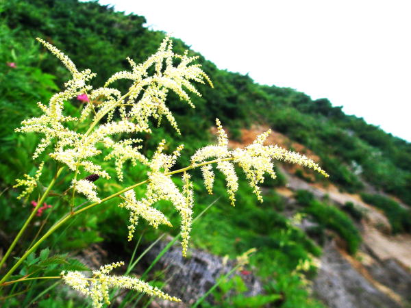 ヤマブキショウマ花