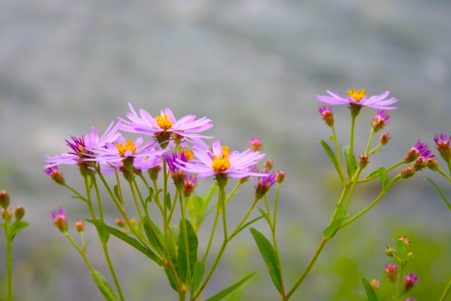 野菊ヨメナの花