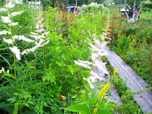 チダケサシ志賀高原