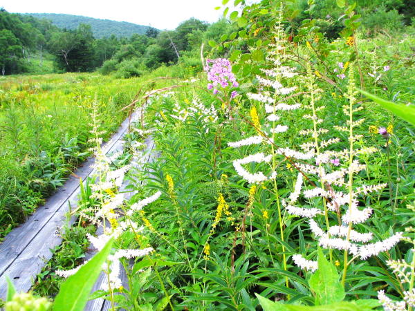 チダケサシ志賀高原