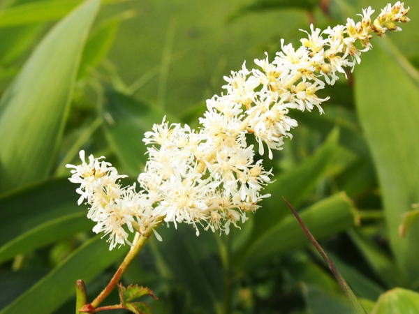チダケサシ花車山高原