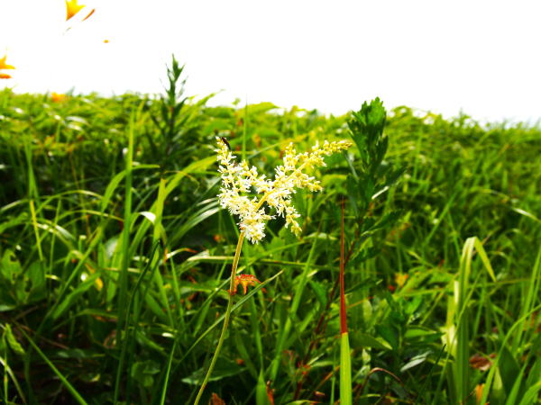 チダケサシ花車山高原