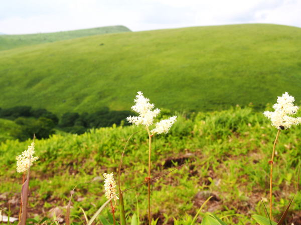 チダケサシ花車山高原