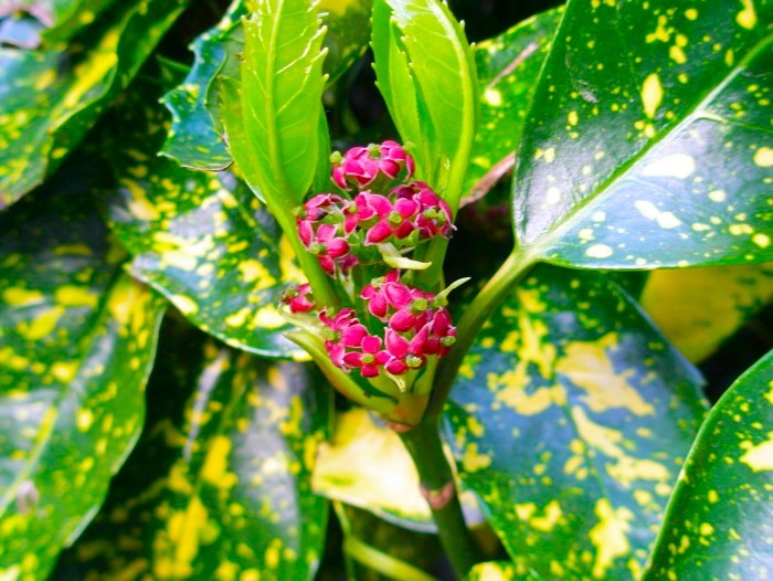 アオキ雌蕊画像