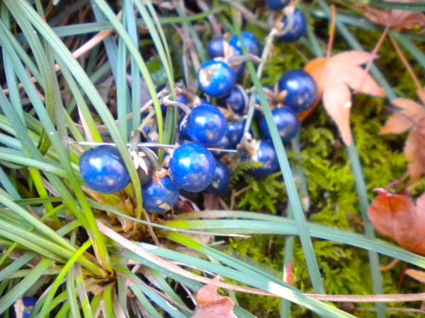 ジャノヒゲ実宝筐院