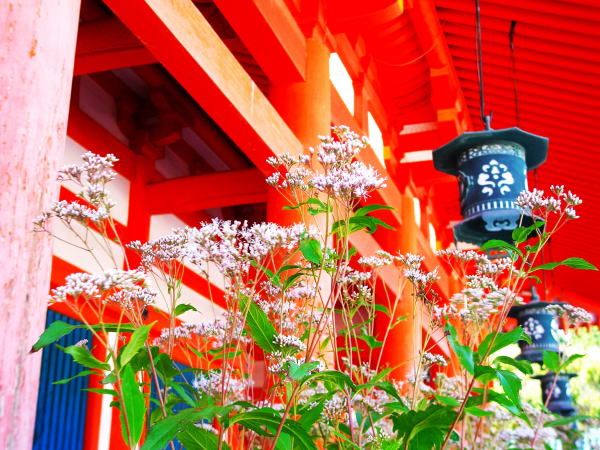 フジバカマ花平安神宮