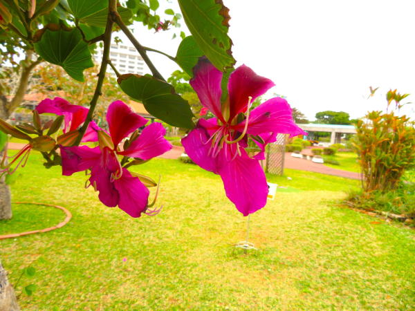 バウヒニアの花沖縄