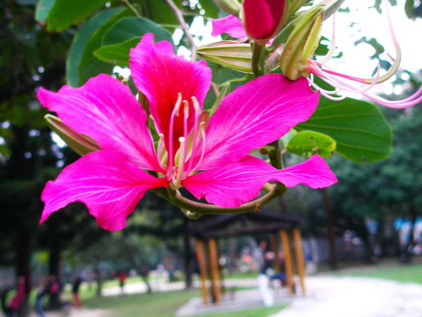 バウヒニアの花台北