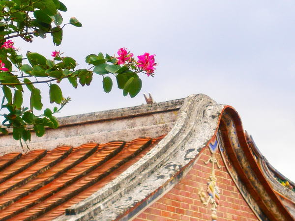 バウヒニアの花台北