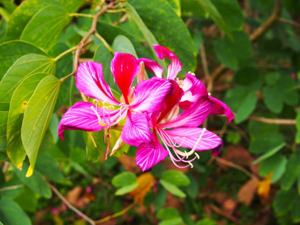 バウヒニアの花沖縄