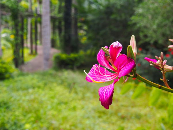 バウヒニアの花沖縄