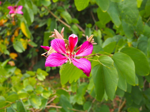 バウヒニアの花葉沖縄