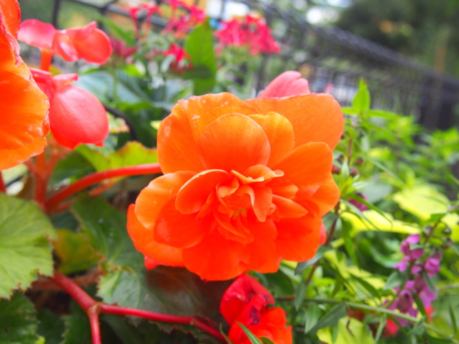 球根ベゴニアオレンジ色花画像