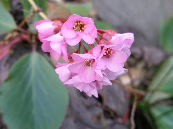 ヒマラヤユキノシタ花鎌倉