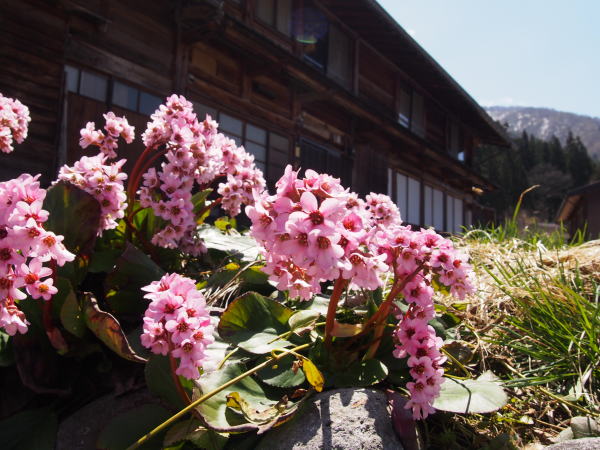 ヒマラヤユキノシタ花白川郷