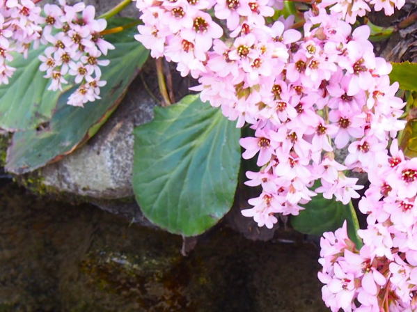 ヒマラヤユキノシタ花白川郷