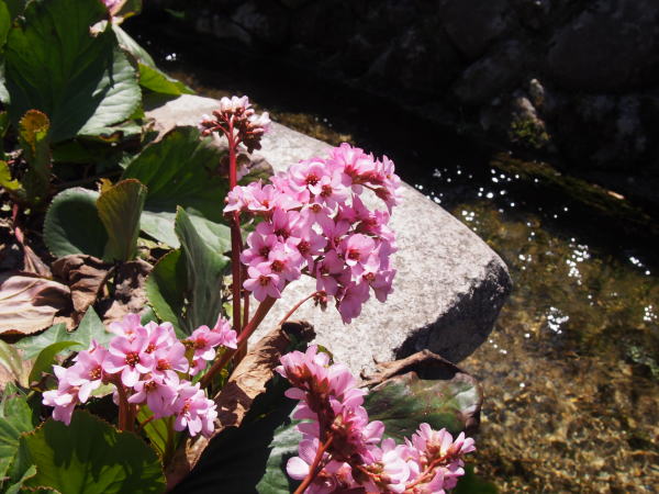 ヒマラヤユキノシタ花白川郷