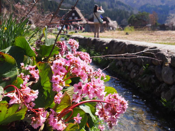 ヒマラヤユキノシタ花白川郷