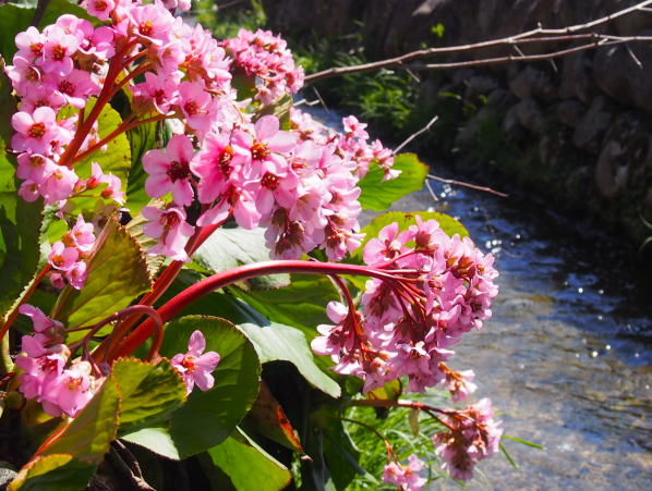 ヒマラヤユキノシタ花白川郷