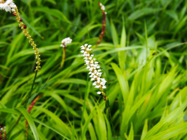 イブキトラノオ花