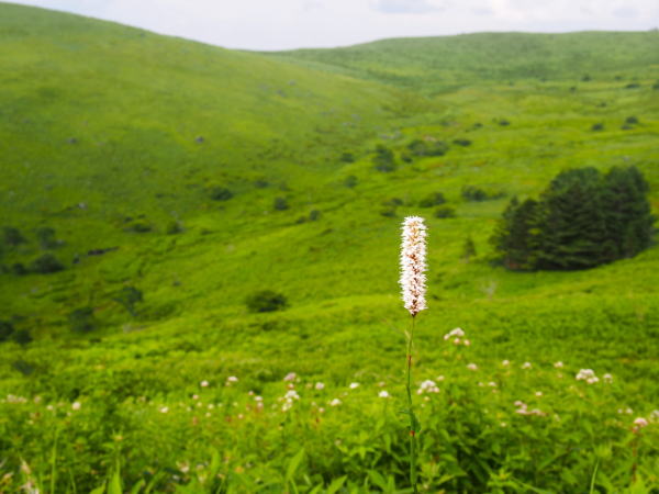 �C�u�L�g���m�I��