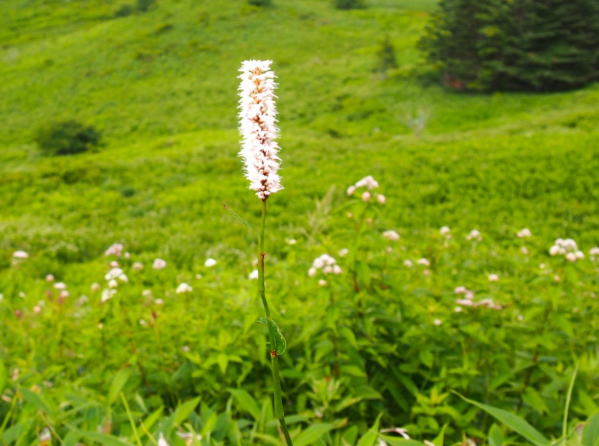 イブキトラノオ花