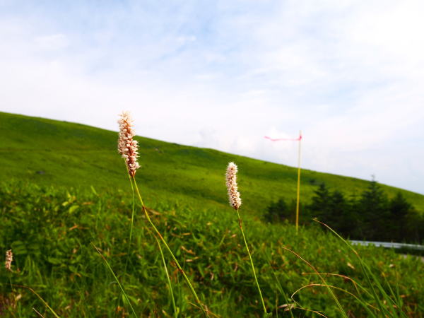イブキトラノオ花