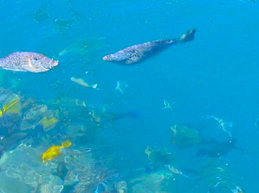 オアフ島の青い海