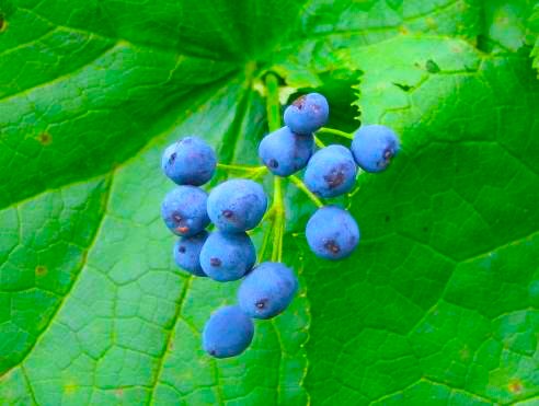 サンカヨウ青色実