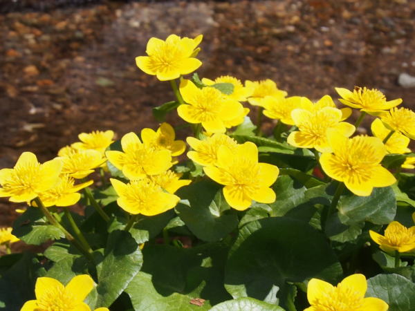 リュウキンカ花白川郷