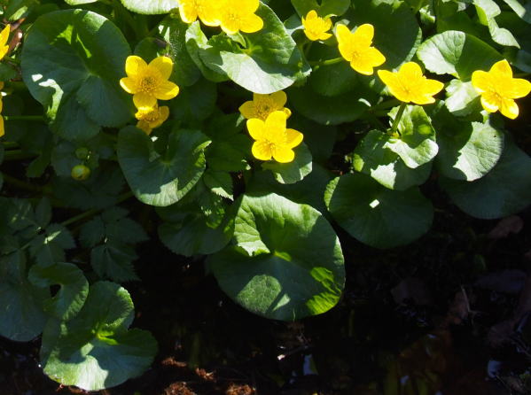 リュウキンカ葉白川郷