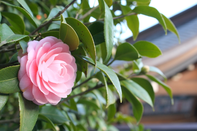 camelliaotome flower