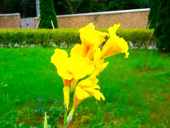 �J���i�Ԏʐ^