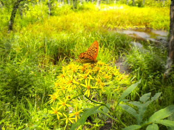 ハンゴンソウ上高地