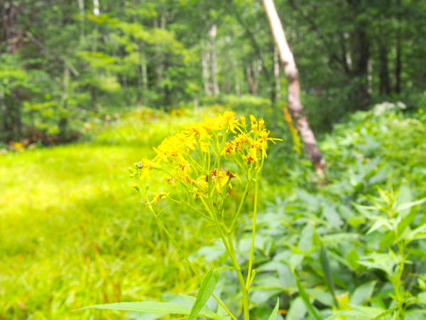 ハンゴンソウ田代湿原