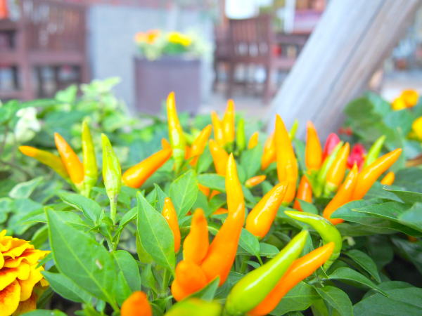 トウガラシ実ワールドポーターズ