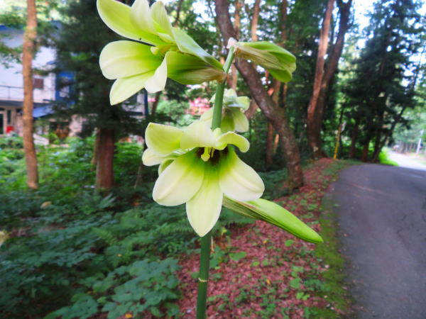 オオウバユリ花白馬