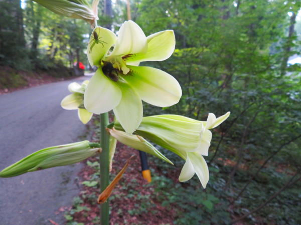 オオウバユリ花白馬