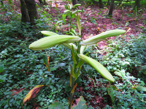 オオウバユリ花箱根湿生花園