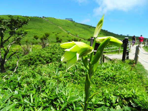 オオウバユリ花箱根駒ケ岳