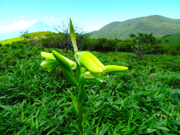 オオウバユリ花箱根駒ケ岳