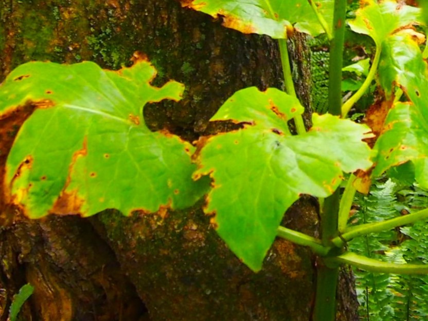 オオウバユリ葉