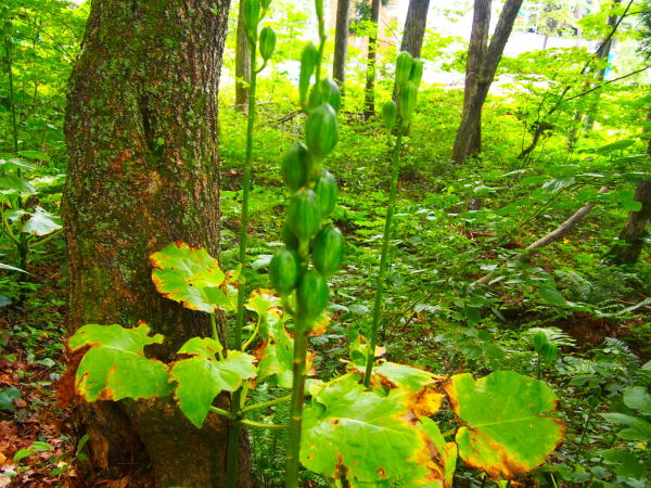 オオウバユリ花白馬