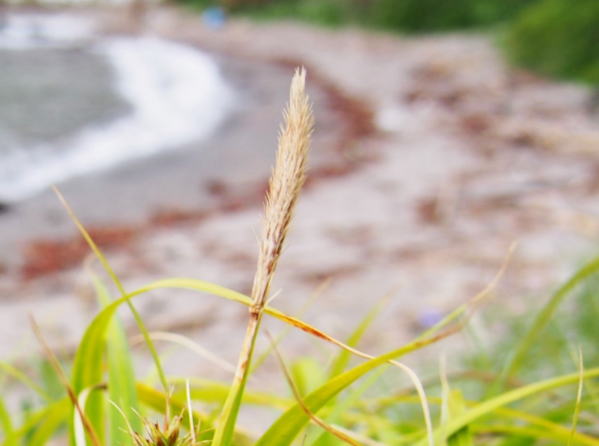 コウボウムギ雄花