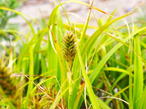 コウボウムギ雌花