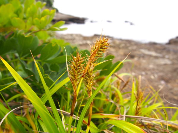 コウボウムギ果苞